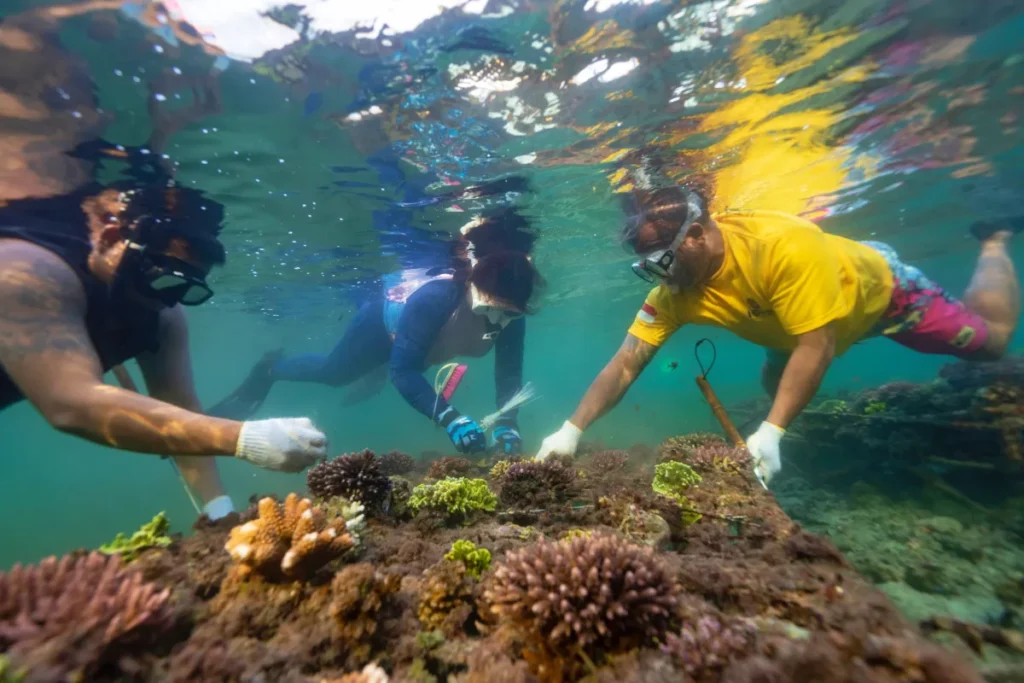 coral-planting