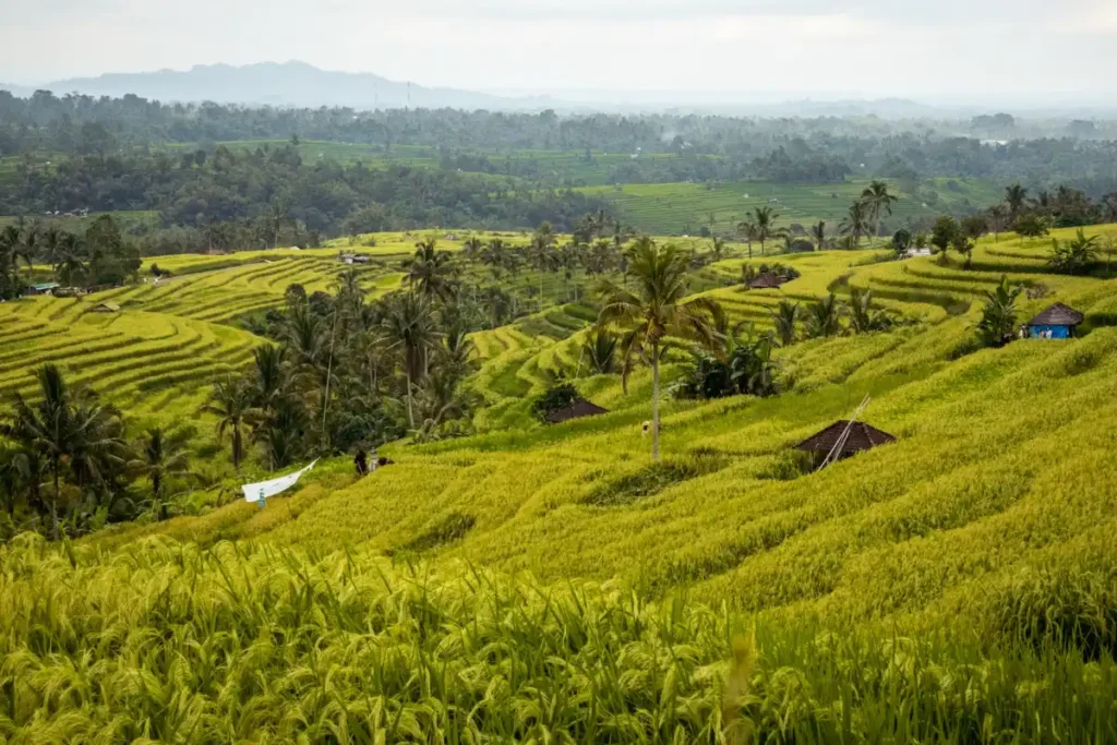 eco-friendly-activities-in-bali