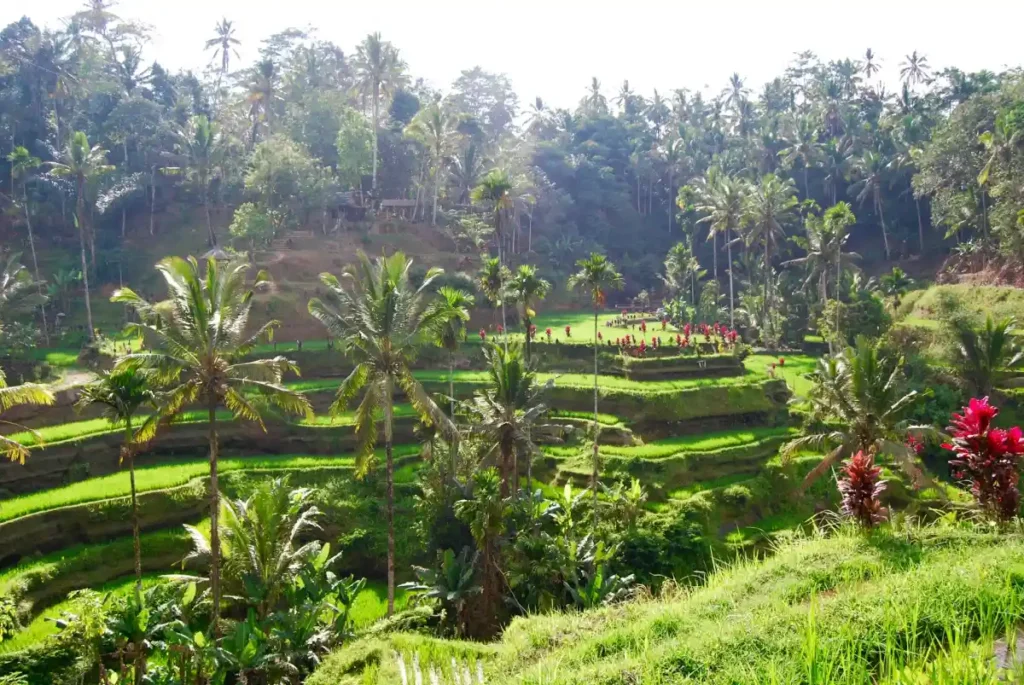 subak-system-rice-paddies-unesco