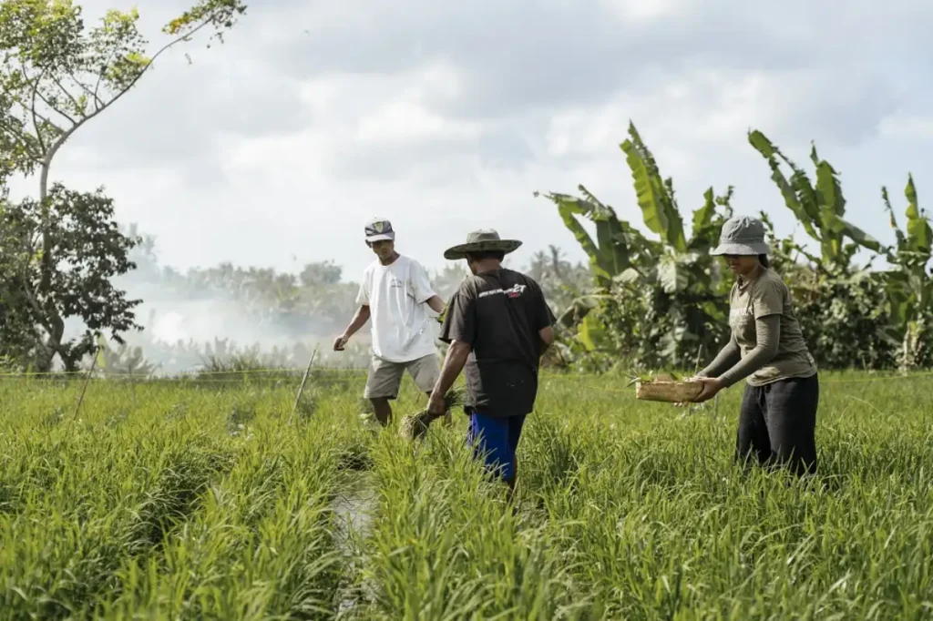 sustainability-org-bali