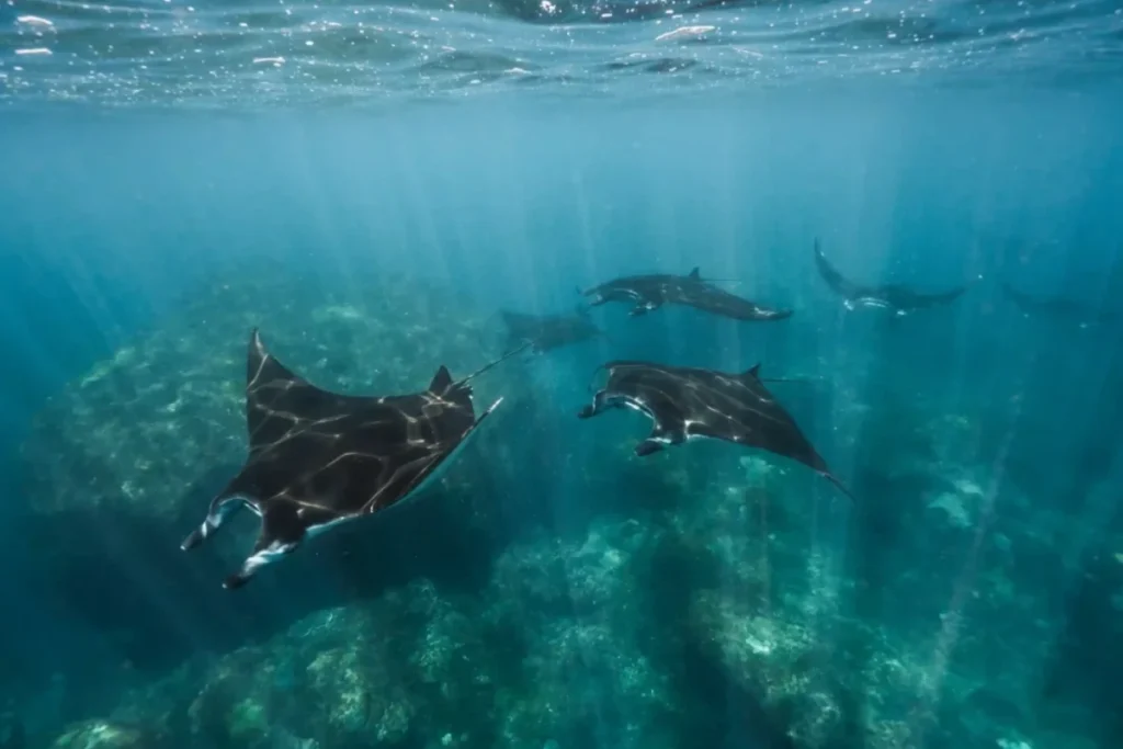 nusa-penida-snorkeling-adventure