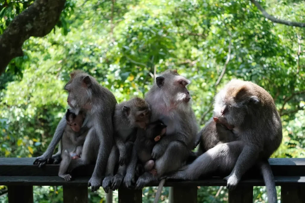 bali-monkey