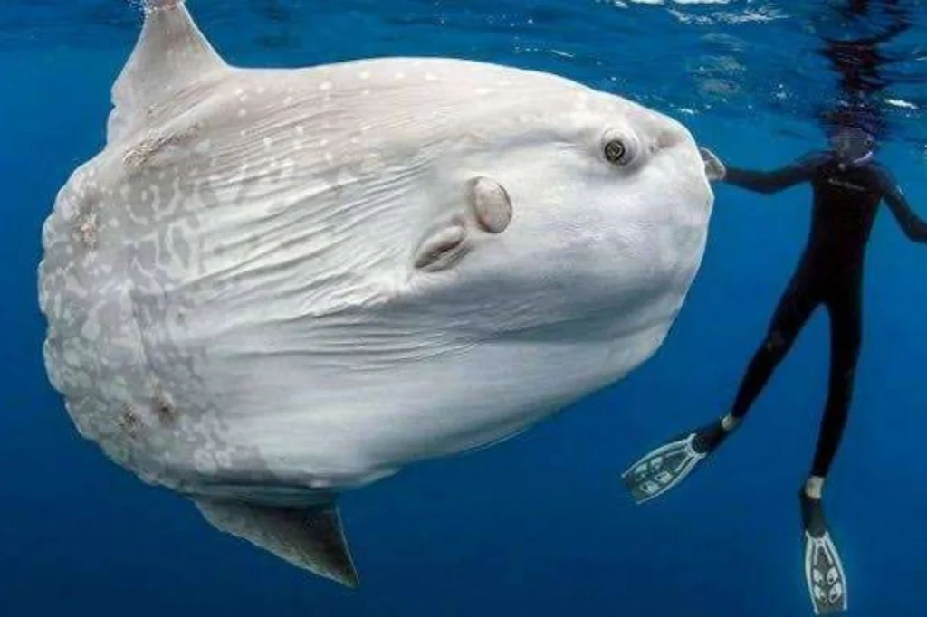 bali-mola-mola