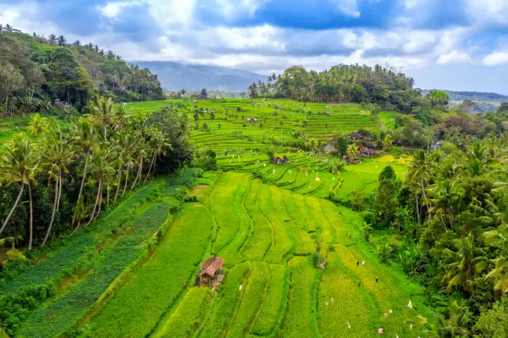 bali-rice-terraces