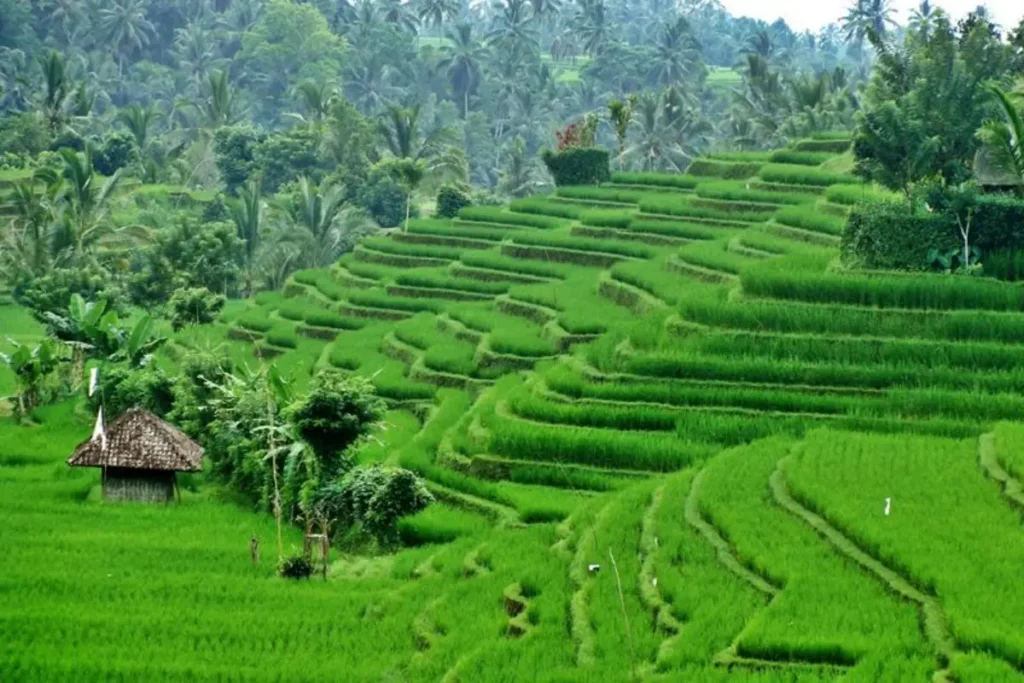 pupuan-rice-terraces