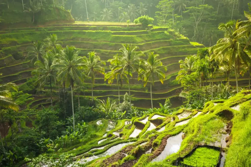 tegalalang-rice