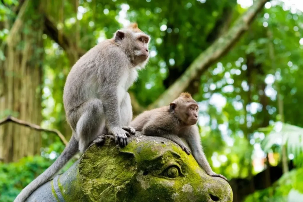 monkey-forest-2