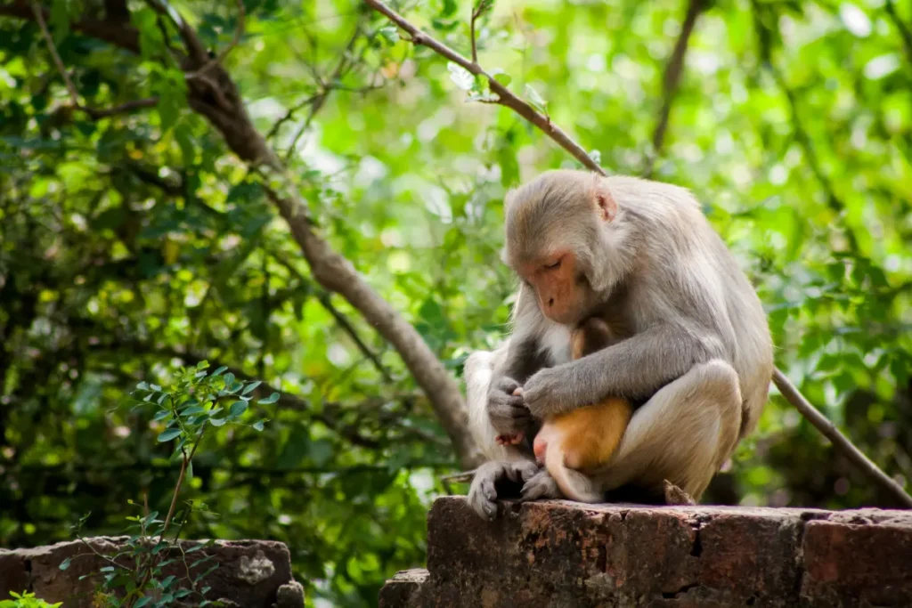 ubud-monkey-forest-bali