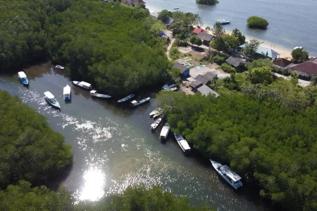 Mangrove forest ecosystem as one of the best regenerative excursions in Bali