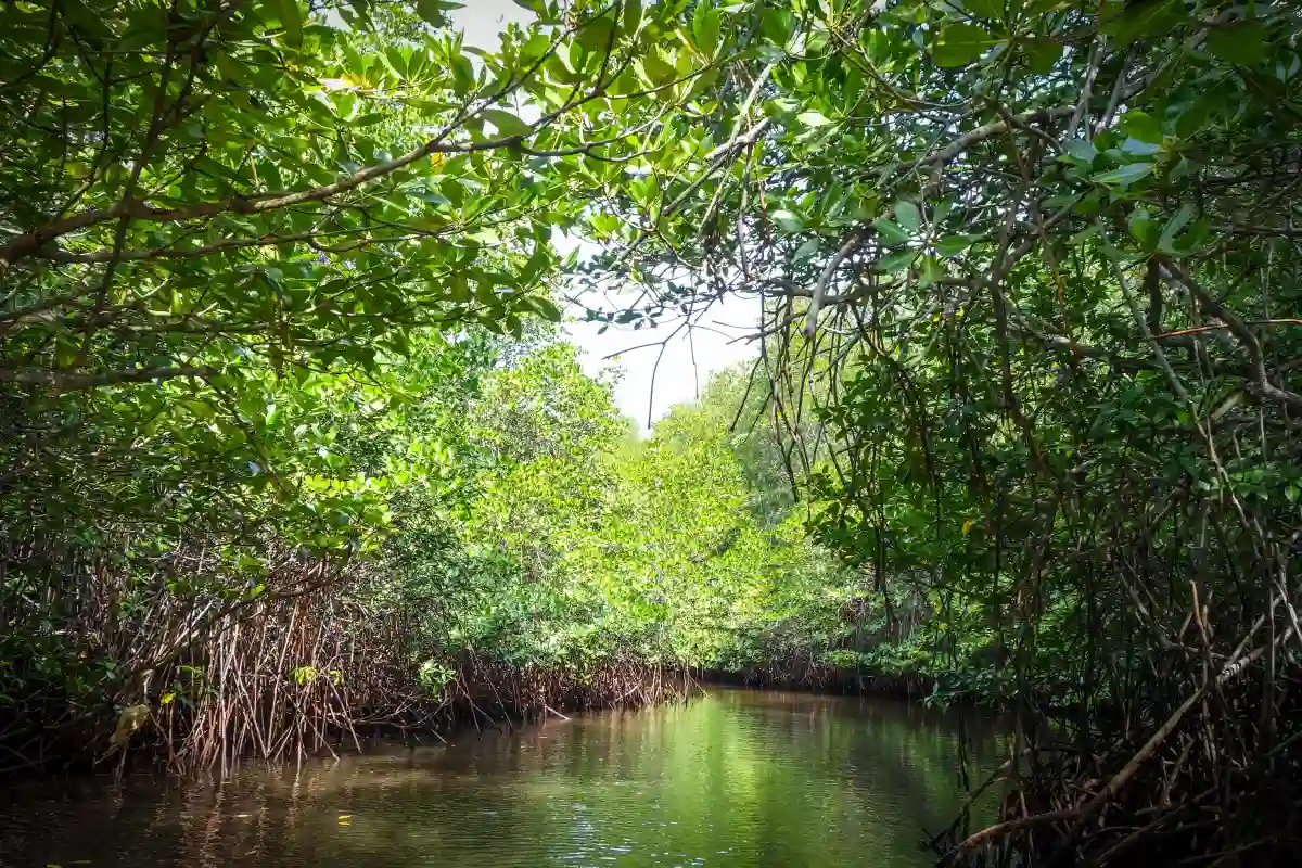 Nusa Lembongan Mangrove Forest