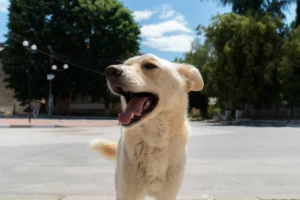 White Kintamani dog smiling