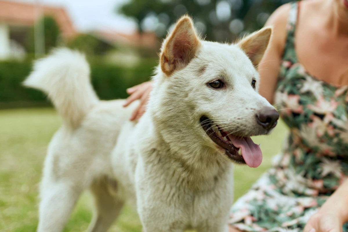Kintamani native dogs
