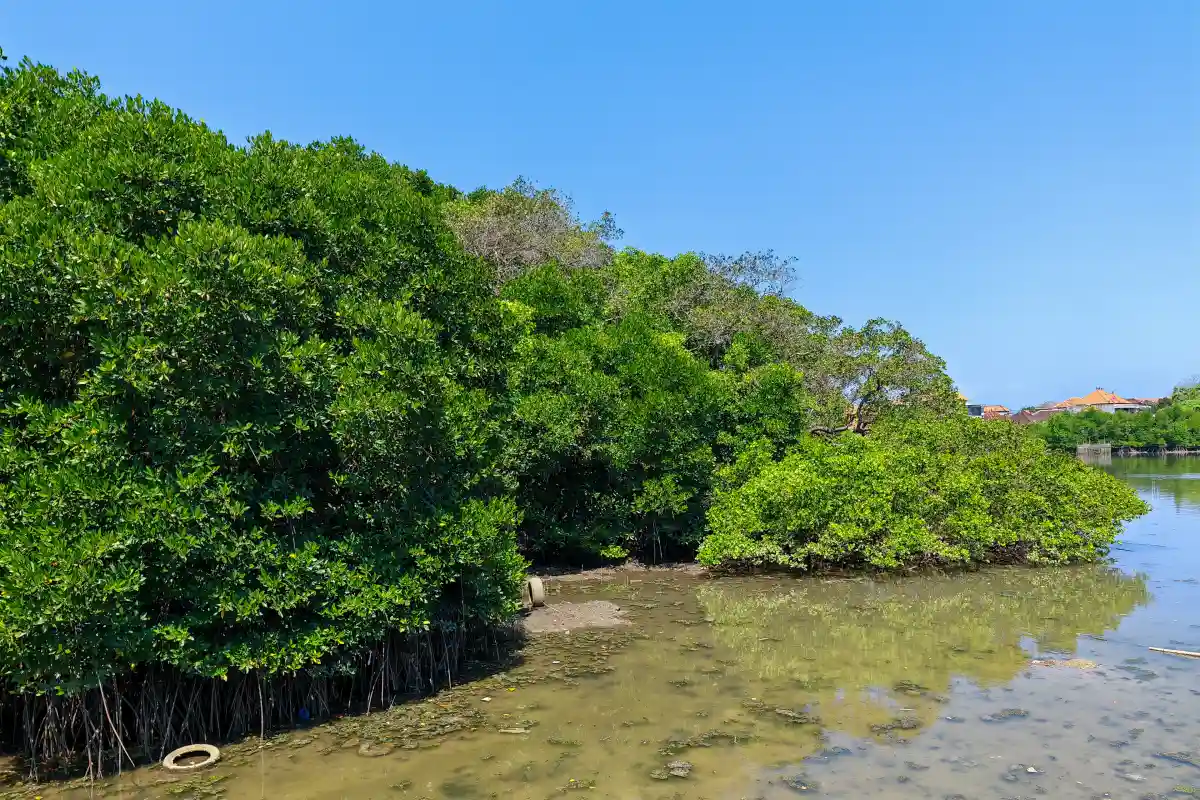 Mangrove forest