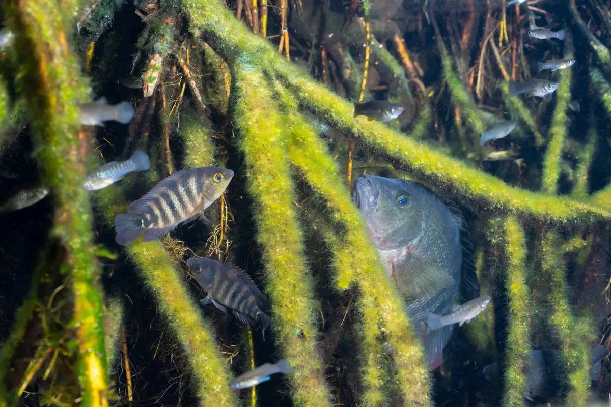 Mangrove as a fish nursery 