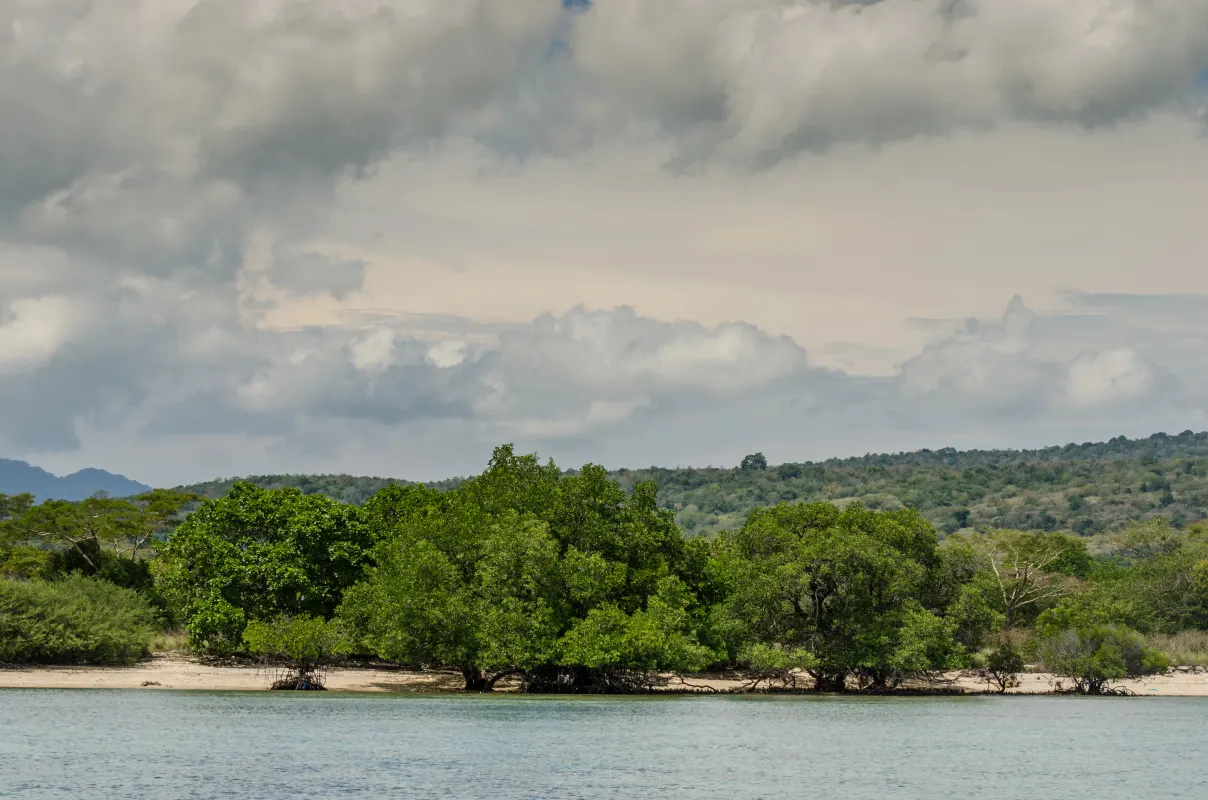 Bali mangrove forest