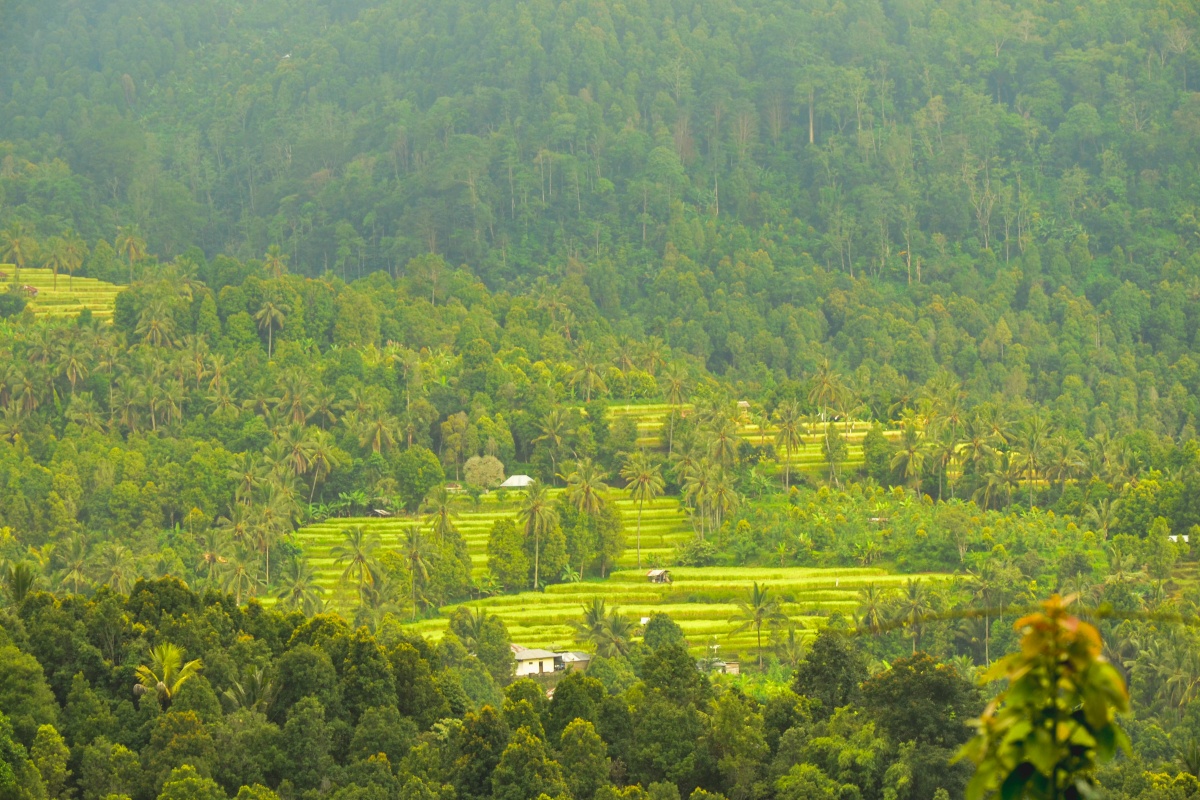 Munduk paddy landscape
