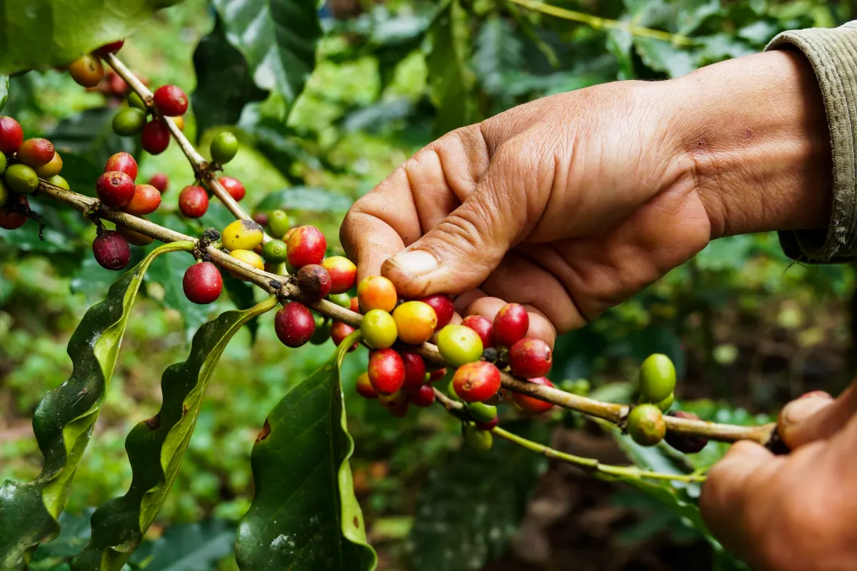 Hand picking coffee fruits