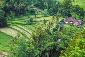 Sidemen fillage known for its signature subak system