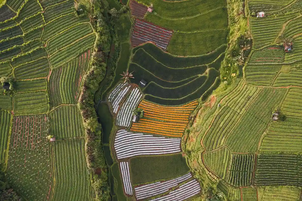 Flower and paddy farm in Sidemen from above