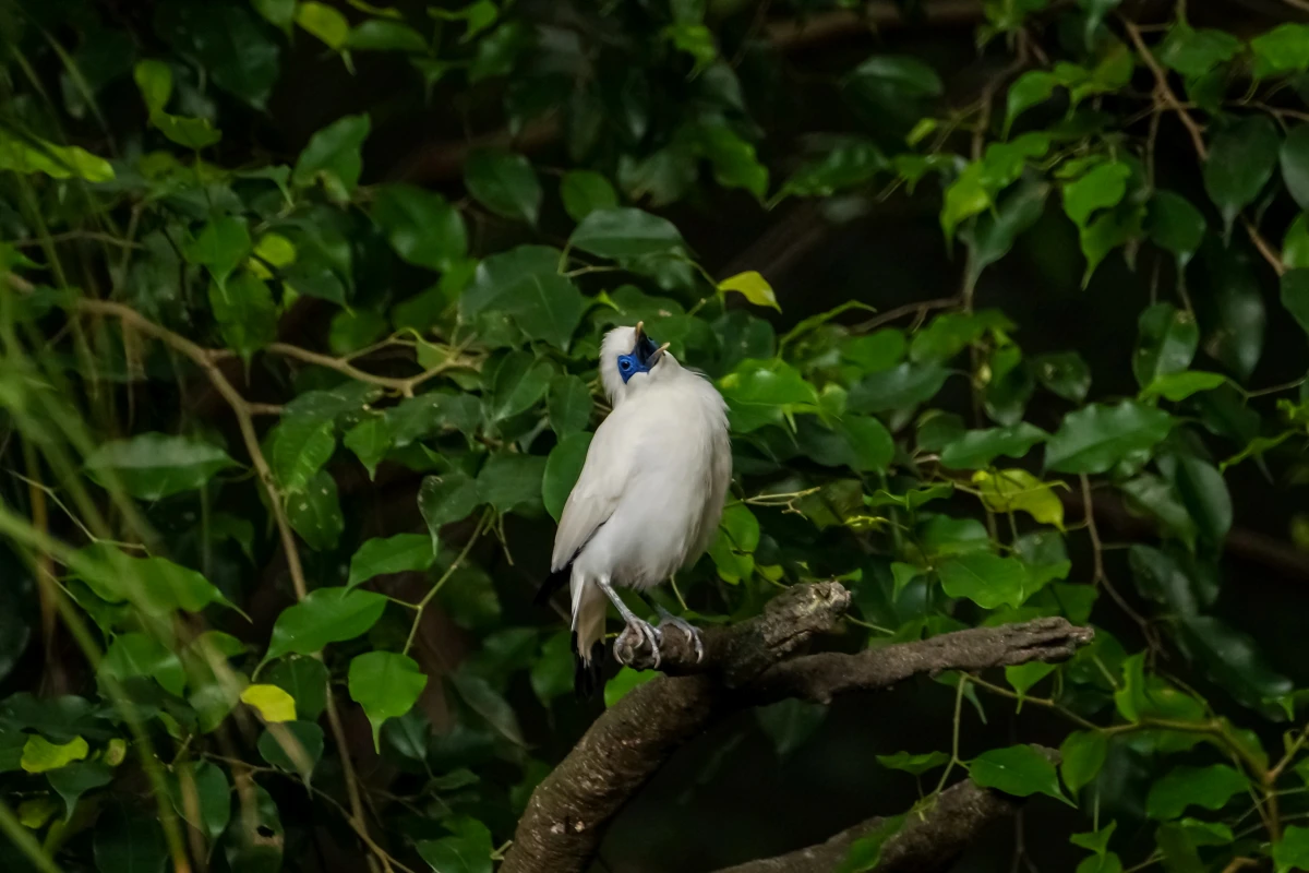 Bali Starling