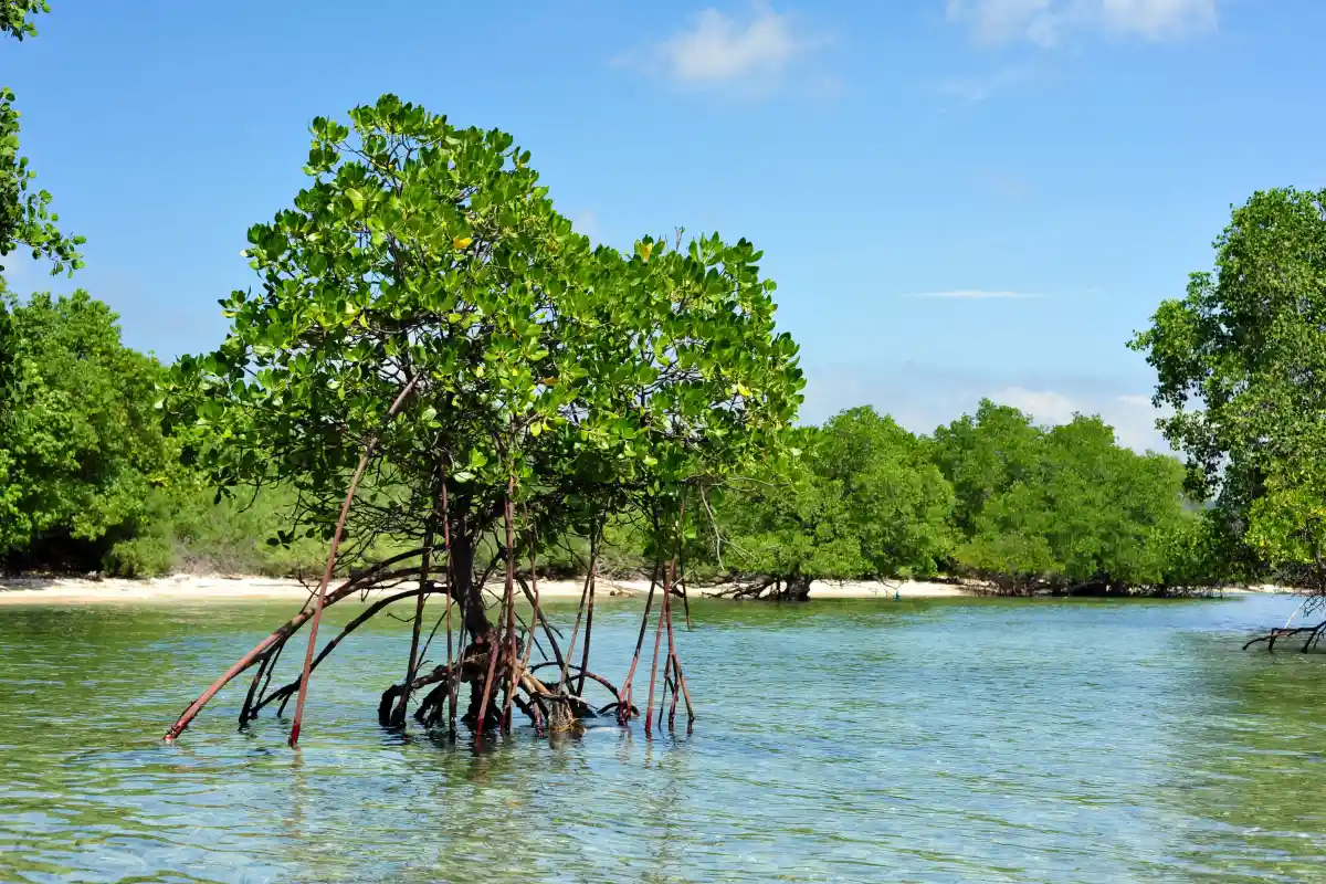 West Bali National Park mangrove tree