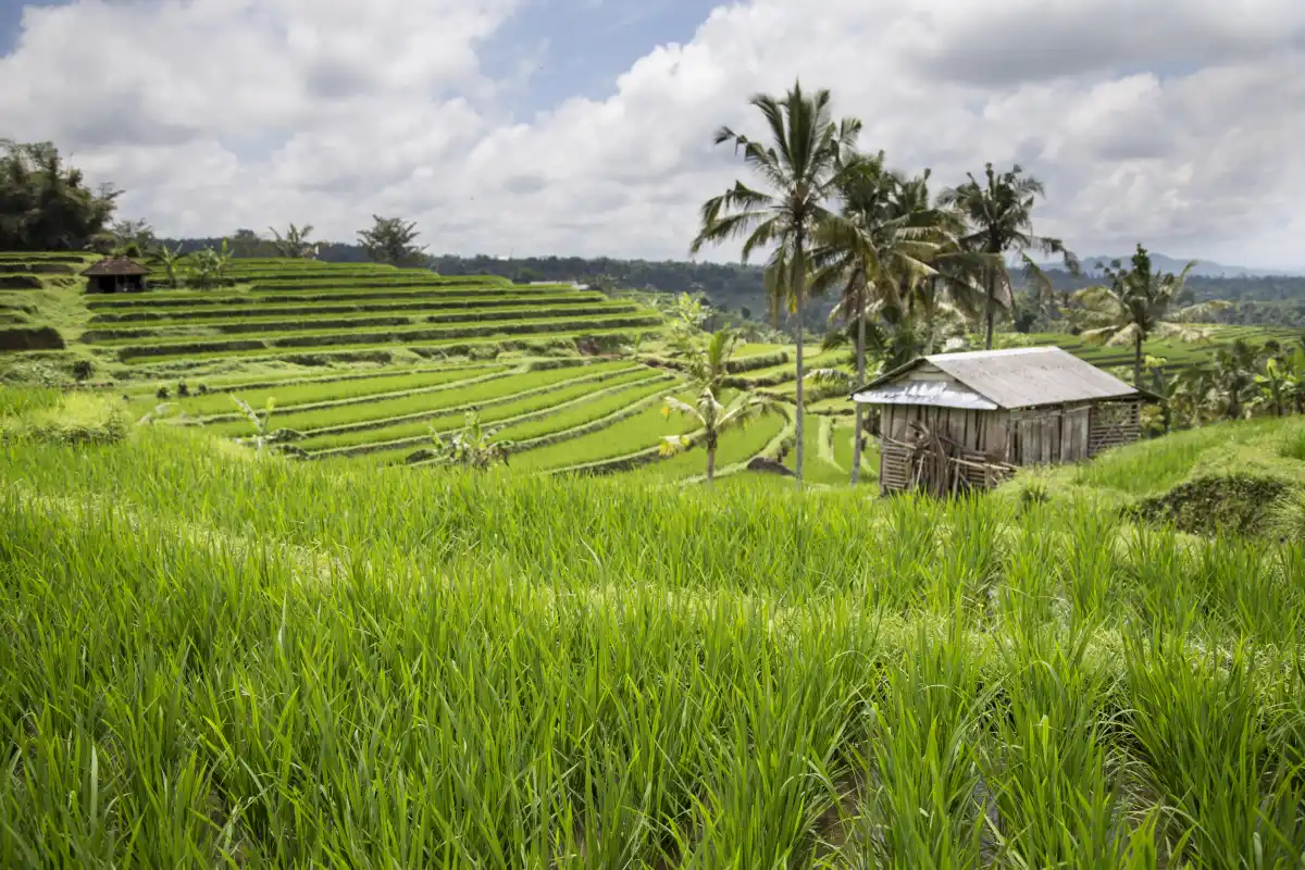 Rice cultivation connects Bali's food traditions with farming, water management, community, and spirituality.