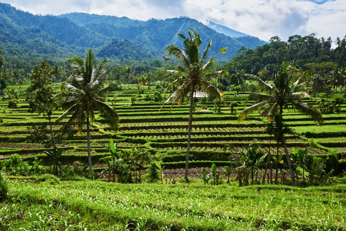 Terraced rice fields illustrating agriculture and environmental systems in Bali