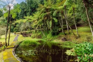 Lake surrounded by large trees and ferns at Bali Botanical Garden in Bedugul