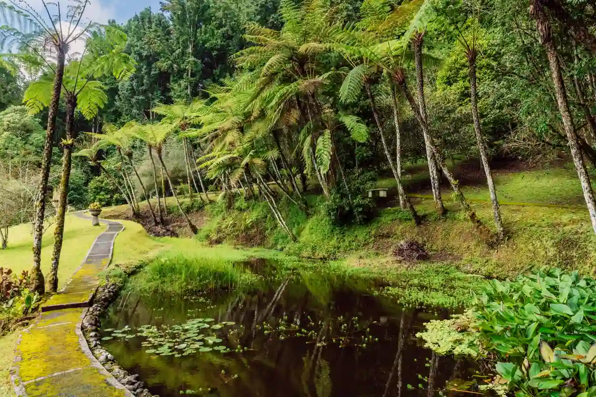 Lake surrounded by large trees and ferns at Bali Botanical Garden in Bedugul