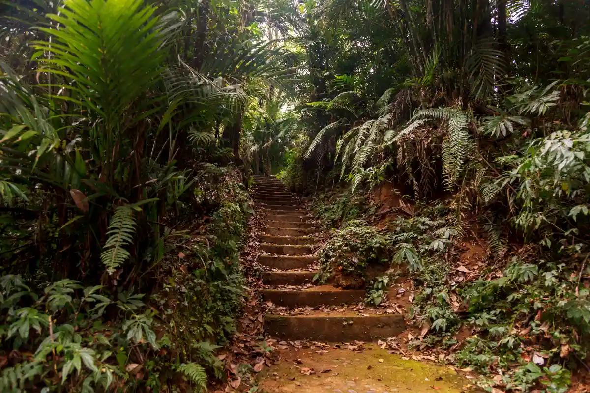 Pathway through the lush Bali Botanical Garden landscape in Bedugul