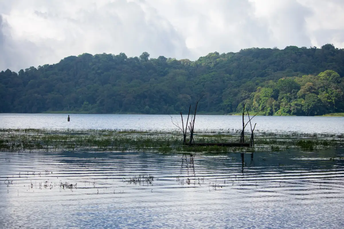 Aquatic plants and forested hills surrounding Lake Tamblingan in North Bali