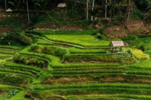 Terraced rice fields in Ubud Bali