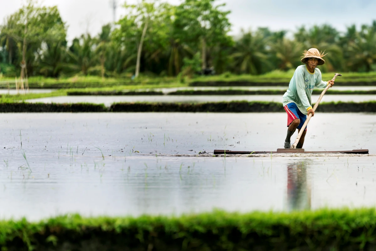 Farmer working in a rice terrace in Bali