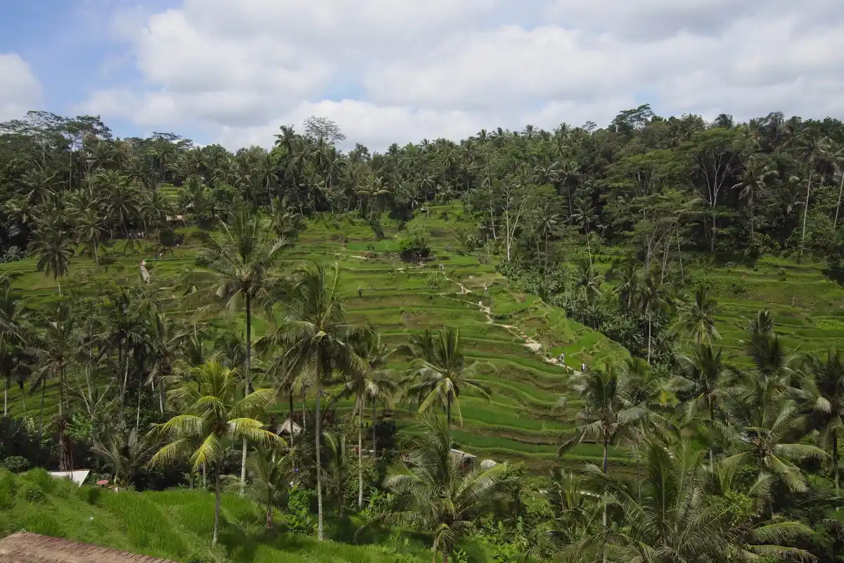 Terraced rice fields in Bali as a cultural and environmental learning landscape