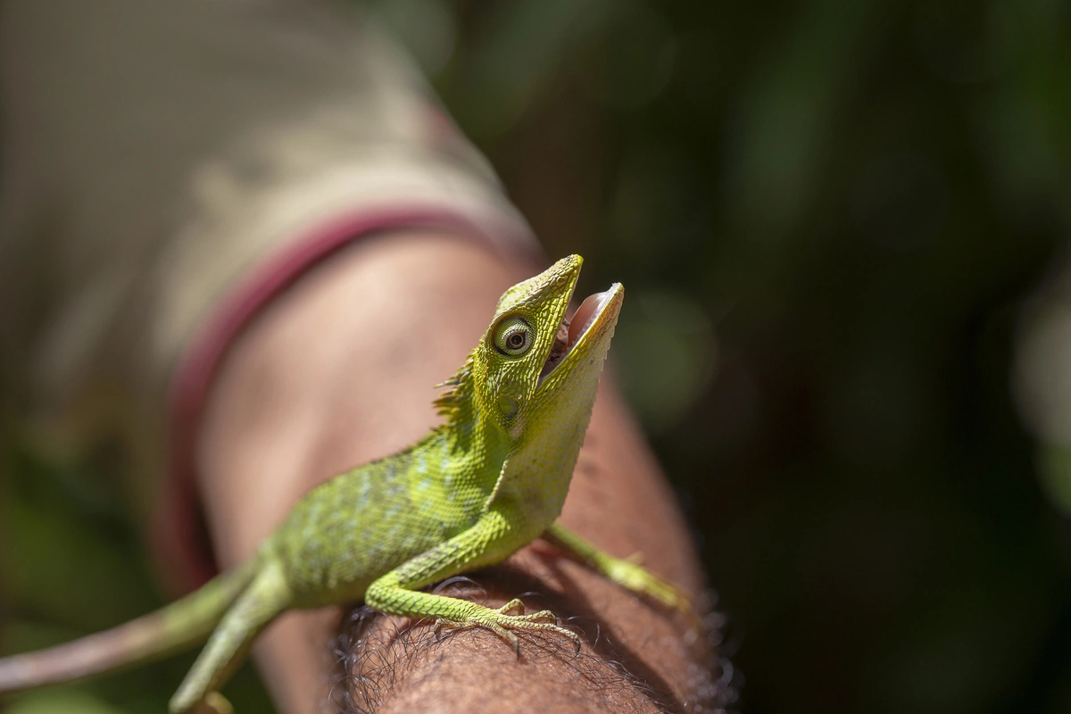 Bali-Gecko-Guide-Common-Species
