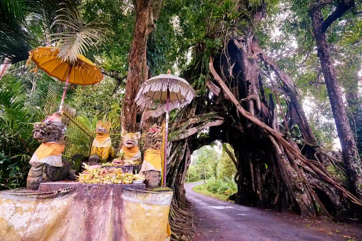 Large banyan tree in a Balinese cultural landscape